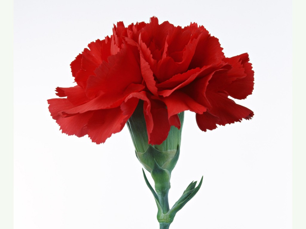 Red Carnation