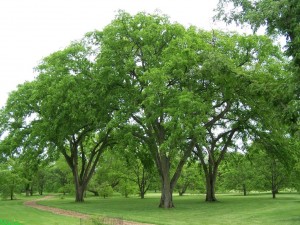 american-elm-1a